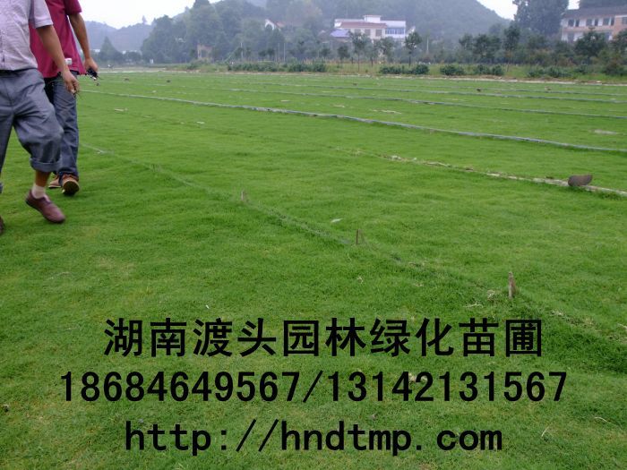 乐竞体育官网- 斯特拉斯堡启用可移动草皮技术，多用途球场引关注  